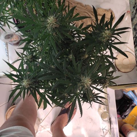 Green Crack growlog timeline photo