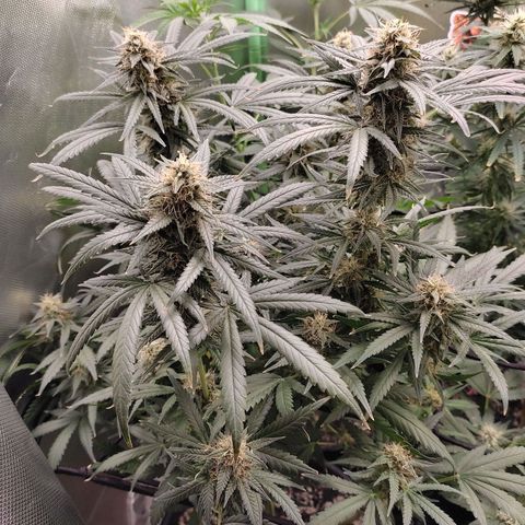 Green Crack growlog timeline photo