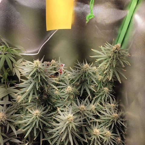 Tropicana Poison  growlog timeline photo