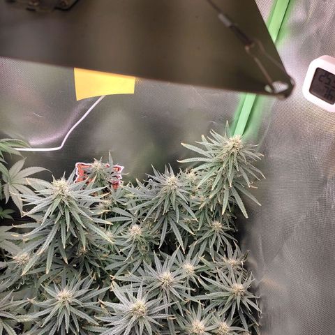 Tropicana Poison  growlog timeline photo