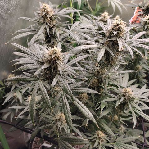 Green Crack growlog timeline photo