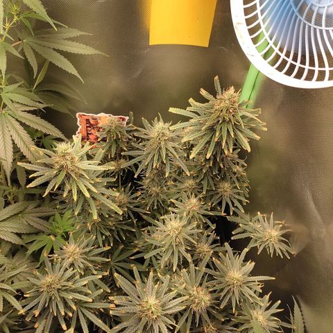 Tropicana Poison  growlog timeline photo