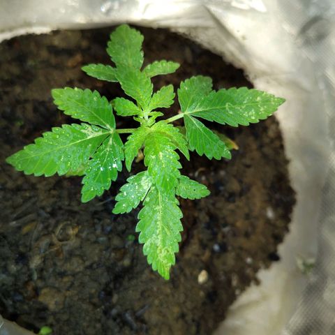 Gealato kush growlog photo: 1 mes de crecimiento