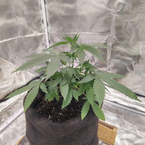Gealato kush growlog photo: Un día después de transplar y abonar, hoy se hizo riego, con poco nutriente en la noche.