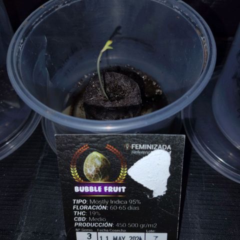 Bubble fruit. growlog timeline photo
