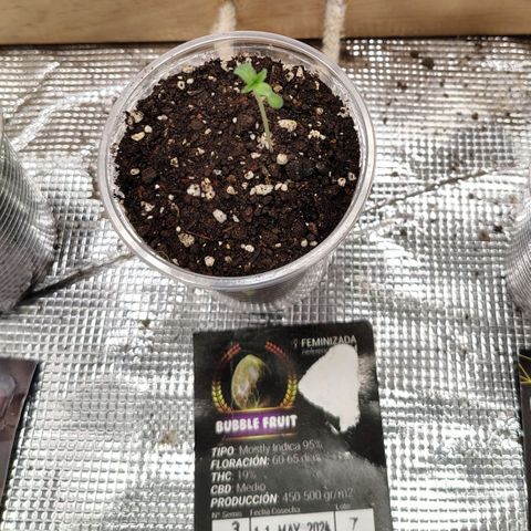 Bubble fruit. growlog photo: Día 1 de vegetación. Inicia en indoor