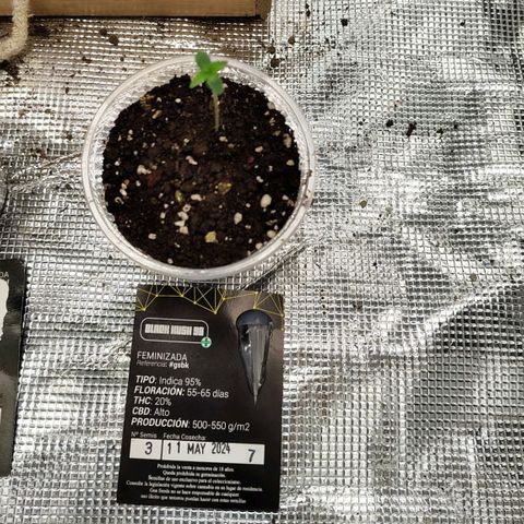 Black kush 98  growlog photo: Día 1 de vegetación. Inicia en indoor