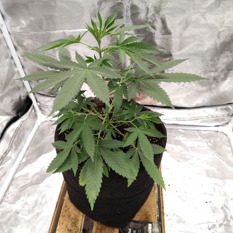 Gealato kush growlog photo: Día 52 de vegetación. Semana 8.