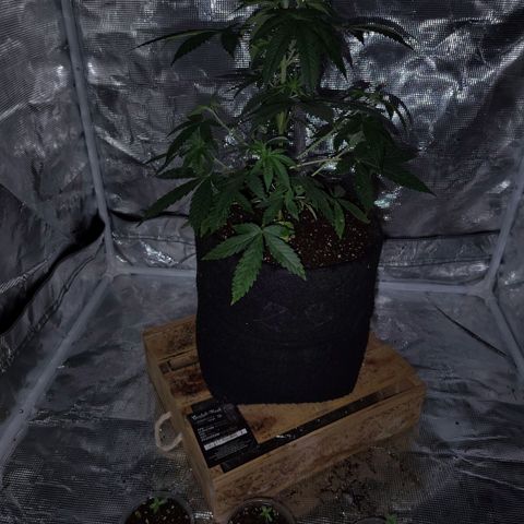 Gorilla glue#4 growlog photo: Día 53 de la gealato, días 2 de vegetación de Gorilla, fruit, kush98.