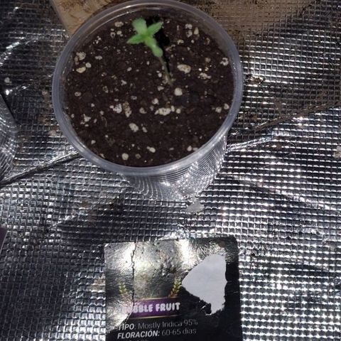 Bubble fruit. growlog photo: Día 2 de vegetación 