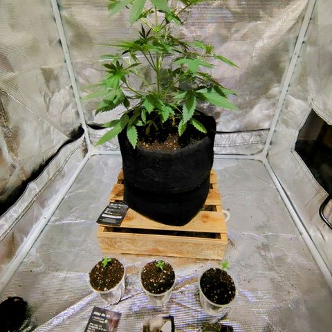 Gorilla glue#4 growlog photo: Semana 8 de vegetación día 54 gealato kush. Día 3 de vegetación para Gorilla glue 4, Bubble fruit, black kush 98.