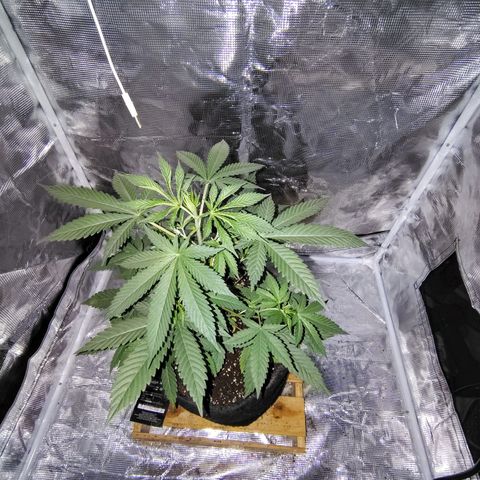 Gealato kush growlog photo: Día 54 de vegetación.