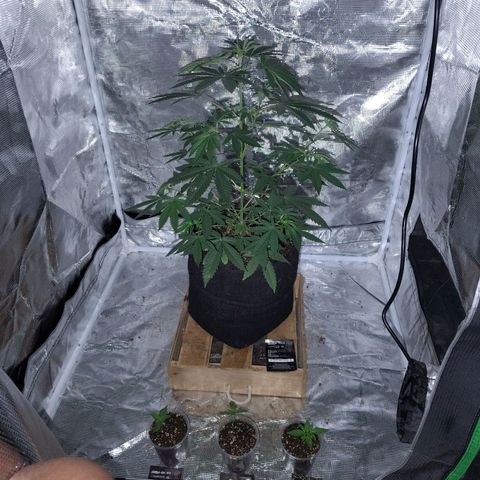 Gorilla glue#4 growlog photo: Dí la 63 de vegetación para la gealato kush y día 12 de vegetación para la Gorilla glue 4, Bubble fruit, black kush 98.