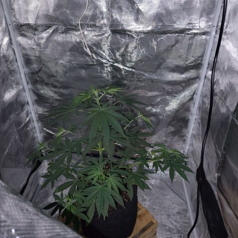 Gealato kush growlog photo: Día 65 de vegetación