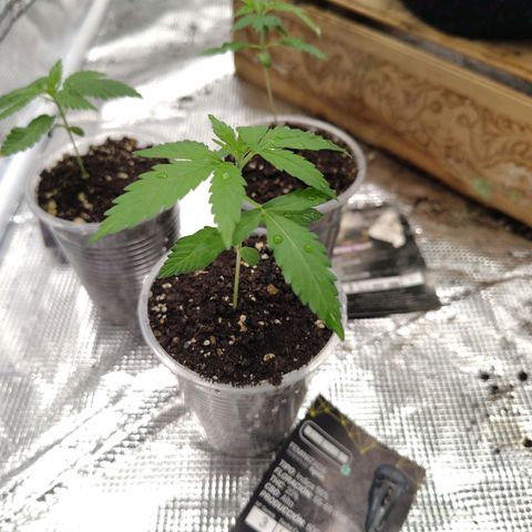 Black kush 98  growlog photo: Día 17 de vegetación