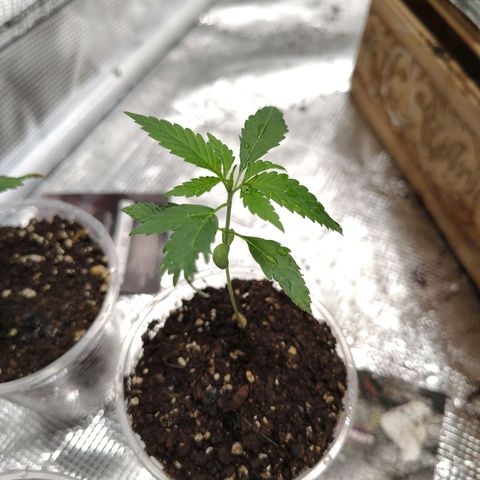 Bubble fruit. growlog photo: Día 17 de vegetación