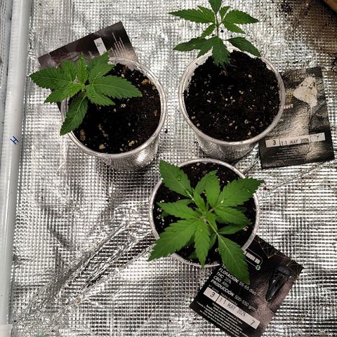 Gorilla glue#4 growlog photo: Día 17 de vegetación