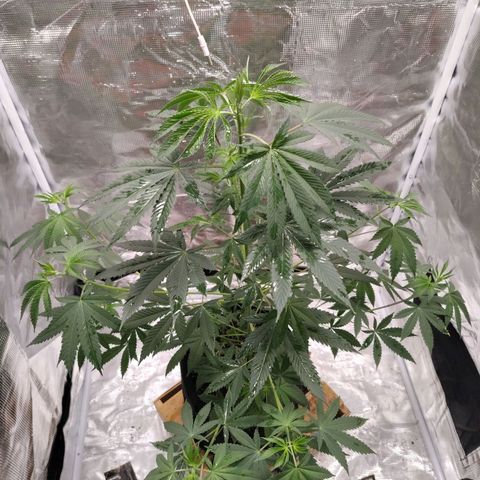 Gealato kush growlog photo: Día 73 de vegetación 