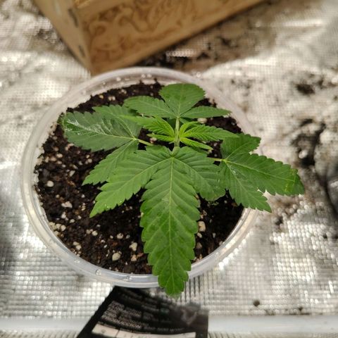 Gorilla glue#4 growlog photo: Día 23 de vegetación
