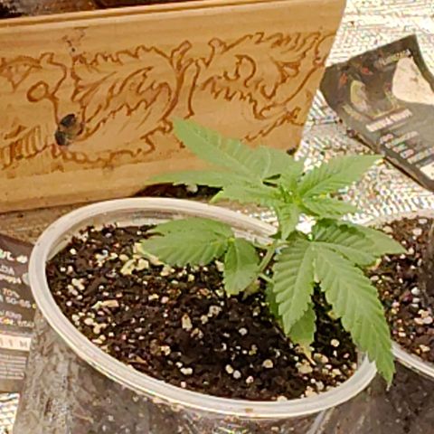 Gorilla glue#4 growlog photo: Día 26 de vegetación.