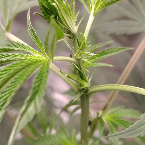 Gealato kush growlog photo: Inicia prefloración, día 77 último día de la semana 11, se observan los primeros pistilos en el copo de la planta,se cuenta prefloración desde el día 1 de la semana 12 de vegetación.