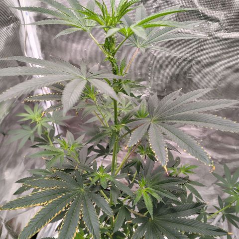 Gorilla glue#4 growlog timeline photo