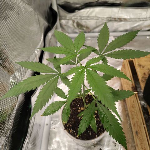 Black kush 98  growlog photo: Día 37 de vegetación, día 2 de poda apical