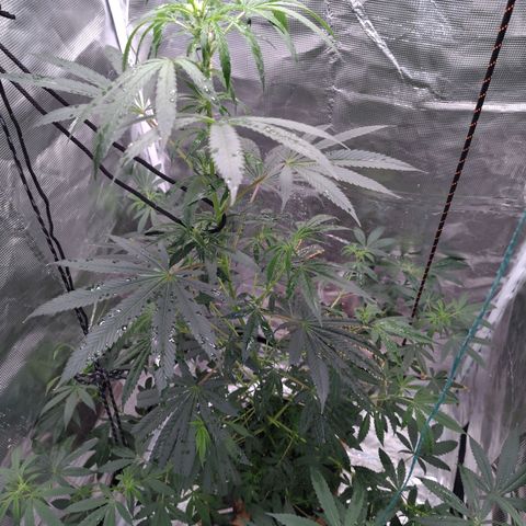 Gealato kush growlog photo: Día 1 de floración, inicia foto periodo 12-12.