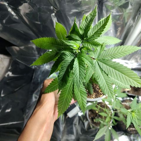 Gorilla glue#4 growlog photo: Día 52 de vegetación.