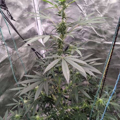 Gealato kush growlog photo: Dí 16 de floración 