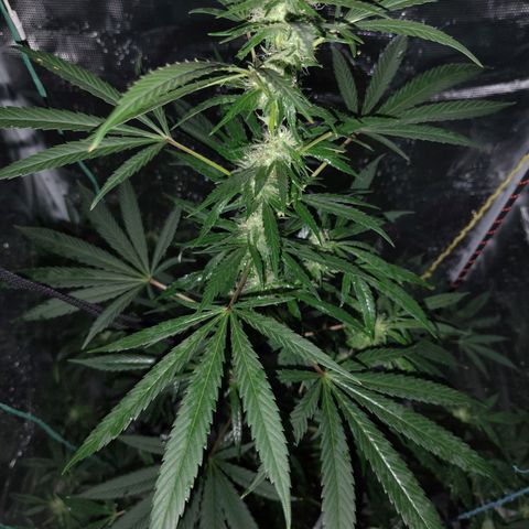 Gealato kush growlog photo: Día 19 de floración. Se podó por última vez de bajos. 