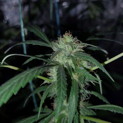 Gealato kush growlog photo: Día 30 de floración
