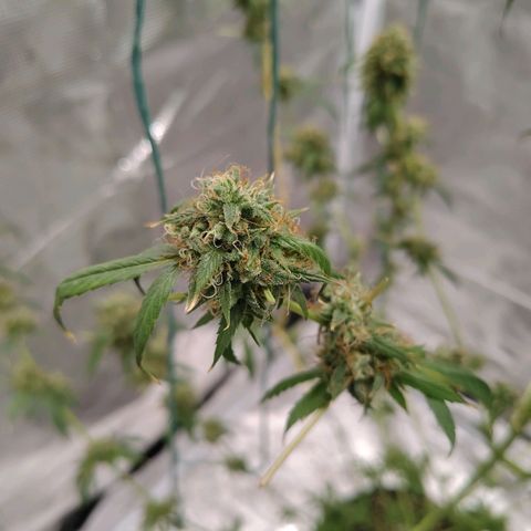 Gealato kush growlog photo: Día 58 de floración