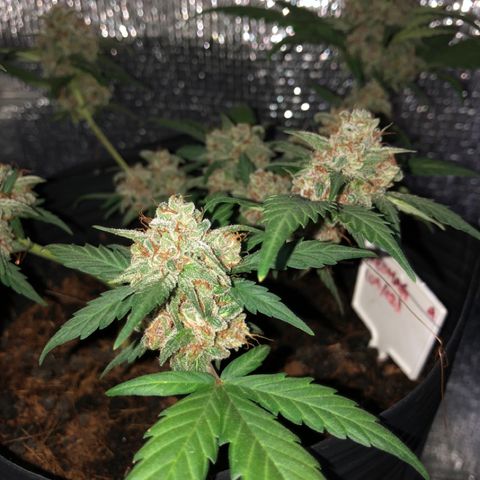 Redmag  growlog photo: Quase 😋