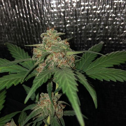Redmag  growlog photo: Quase quase 🤩🤩🤩