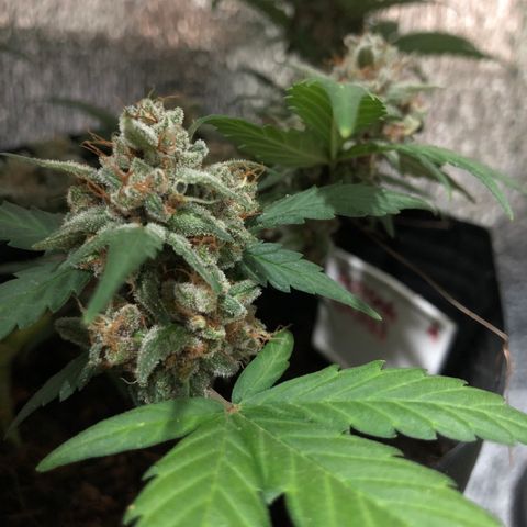 Redmag  growlog timeline photo