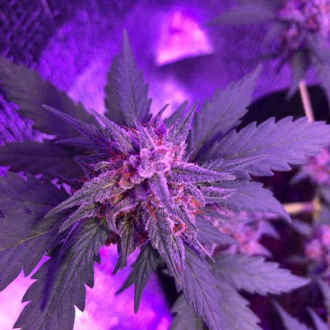 Redmag  growlog timeline photo