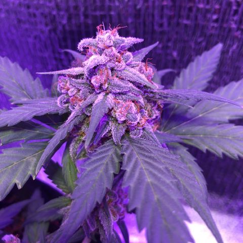 Redmag  growlog timeline photo
