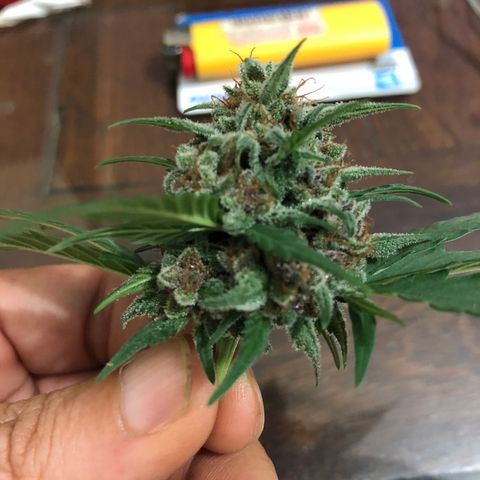 Redmag  growlog photo: Deguste pra colheita 