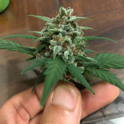 Redmag  growlog photo: Deguste pra colheita 