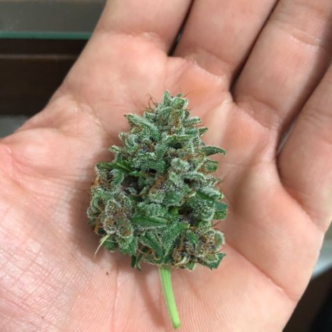 Redmag  growlog photo: Deguste pra colheita 