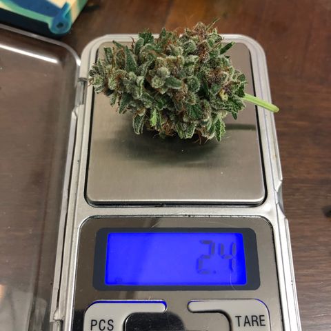 Redmag  growlog photo: Deguste pra colheita 