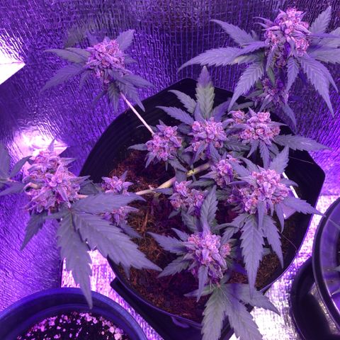 Redmag  growlog timeline photo