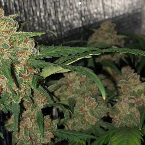 Redmag  growlog timeline photo