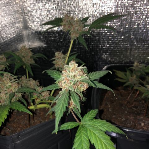Redmag  growlog timeline photo