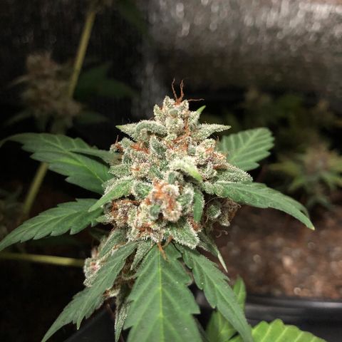 Redmag  growlog timeline photo