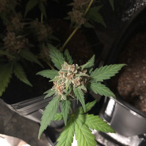 Redmag  growlog timeline photo