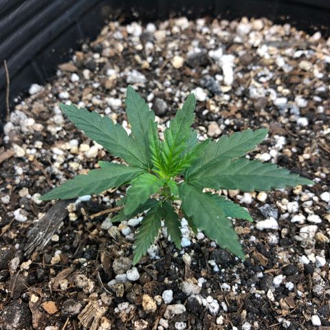 Luna Roja 07 growlog timeline photo