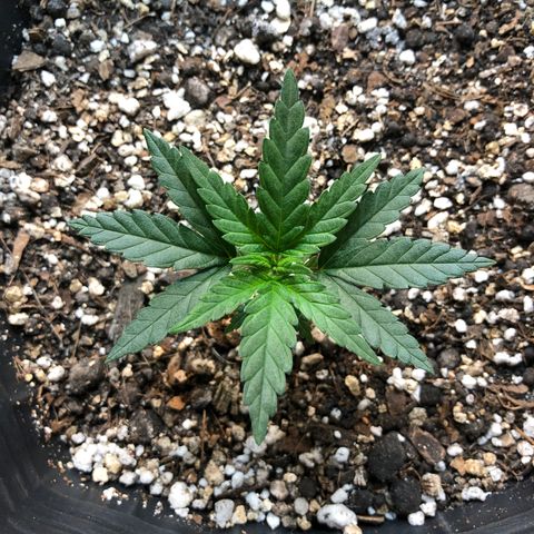Luna Roja 07 growlog timeline photo