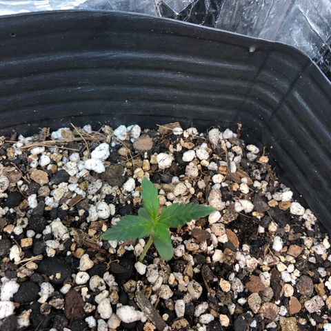 Redmag 02 growlog timeline photo